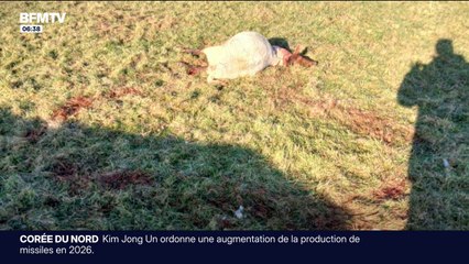 Haute-Marne: un troupeau de brebis tuées, l'éleveur dénonce une attaque de loup