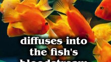 Shocking Truth: FISH DON'T DROWN?! 😲😱🤯
