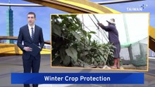 Yunlin Farmers Protect Crops From Winter Weather