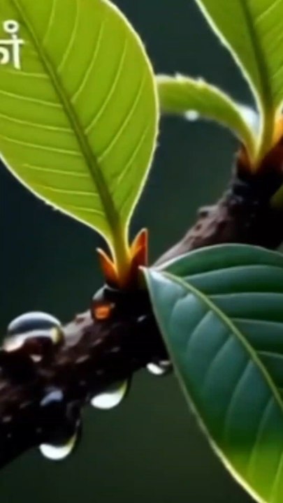 THE MANCHINEEL TREE ☠️ | One of the deadliest trees on Earth. Found in Africa, the Caribbean & Central America. Its apple-like fruit can kill, sap burns skin and eyes, and smoke from its wood can blind. Observe, don’t touch.