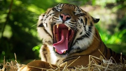 Taronga Whos Who in the Zoo Season 6 Episode 02 Toothless Tiger