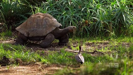 Taronga- Whos Who in the Zoo - Season 6 Episode 06- Chatty Cheetah