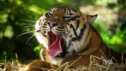 Taronga- Whos Who in the Zoo - Season 6 Episode 03- Seal Survey