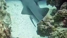 ANGRY SHARK