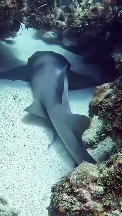 Random Fish video