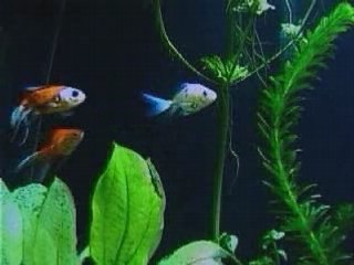 Mes poissons pas rouges