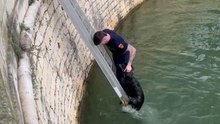 Un pompier gardois sauve un chien en se jetant dans les eaux glacées du canal de la Fontaine
