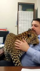 Leopard Trend #trending #saqibhassan