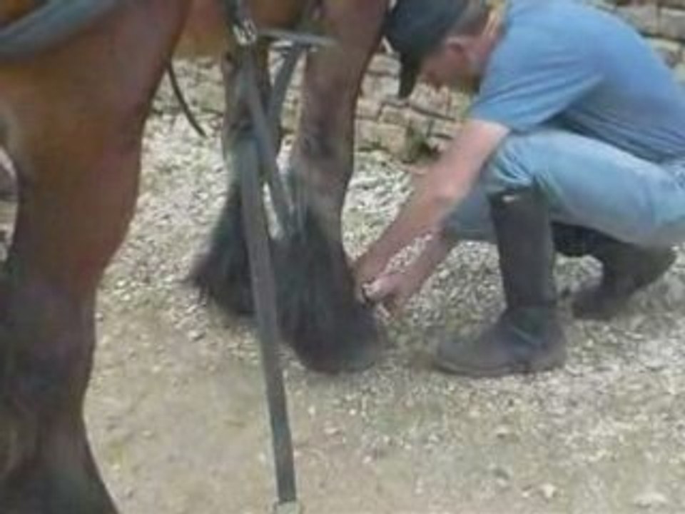 Royal Bobottes