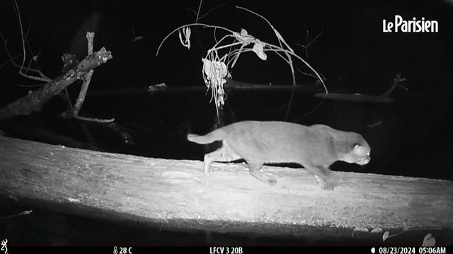 L’une des espèces les plus rares du monde : un chat à tête plate aperçu pour la première fois depuis trois décennies