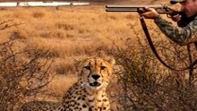 Cheetah attack hunter brutally 💀💀😱