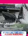A Huge HumpBack Whale Breaks The Surface WIth Its Mouth Open