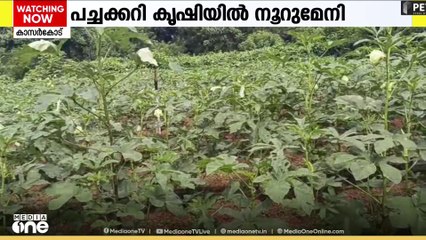 പച്ചക്കറി കൃഷിയിൽ നൂറുമേനി വിളവ്; അത്ഭുതം കൊയ്യുന്നത് പുത്തിഗെ പഞ്ചായത്തിലെ കർഷകൻ