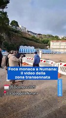 Foca monaca a Numana: il video della zona transennata