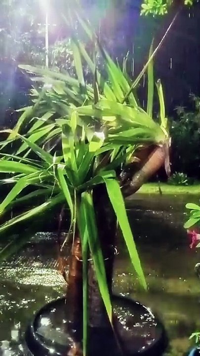 Nature sound