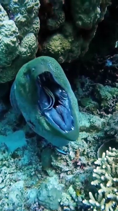 An amazing moment with spearfishing