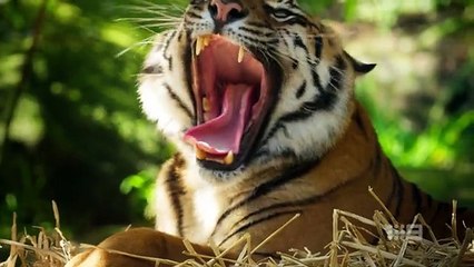 Taronga Whos Who in the Zoo Season 6 Episode 04 Gorilla Warfare