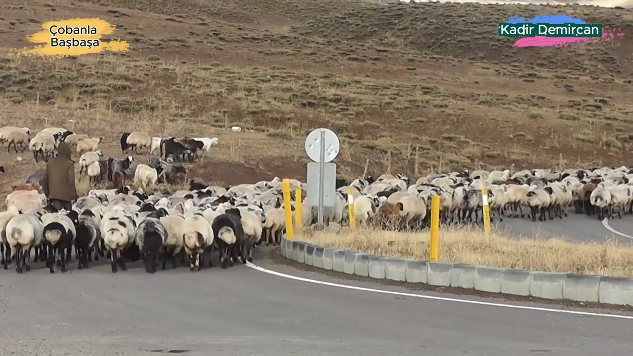 Çobanla Başbaşa Çanakkale Gökçea-1 Salma Koyun Keçi  ve Kaz Çobanı İsmail Çetinsoy  05368115766