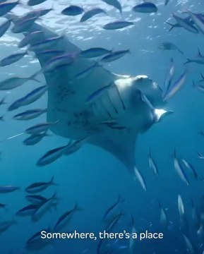 💖SeaWorld Yas Island, Abou Dabi, Émirats arabes unis🌊 1er parc à thème marin de la région💖💥💥ABONNES-TOI STP🙏💖 MERCI 🙏💖💥