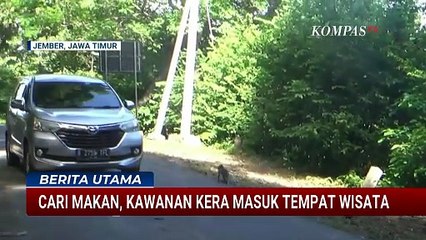 Cari Makan, Kawanan Kera Turun Gunung Masuk Tempat Wisata Pantai Papuma Jember