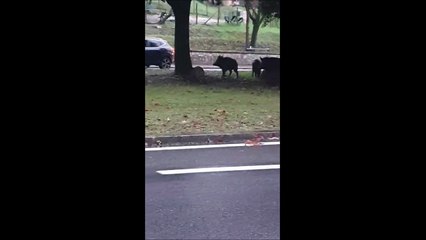Siena, branco di cinghiali a spasso per la città