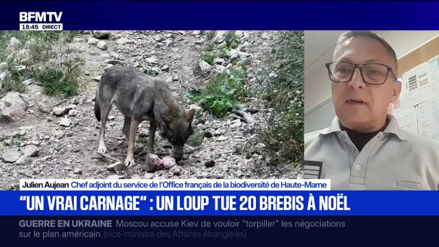 Un loup tue 19 brebis en Haute-Marne: Cette année 2025 est une année hors norme avec un constat de 200 attaques , déclare Julien Aujean, (OFB)