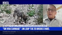 Un loup tue 19 brebis en Haute-Marne: 
