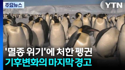 '멸종 위기'에 처한 펭귄...기후변화의 마지막 경고 / YTN