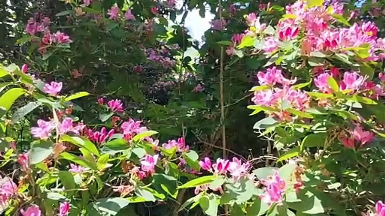 30 min of a beautiful pink blossom and a gentle piano