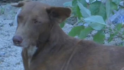 Una perrita habría sido lanzada de un puente de 15 metros en Santa Marta