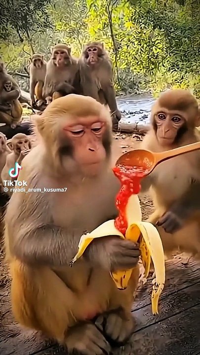 Ein Äffchen verbrennt sich das Maul