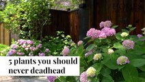 Plants You Should Never Deadhead