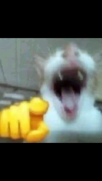 cat_hahaha