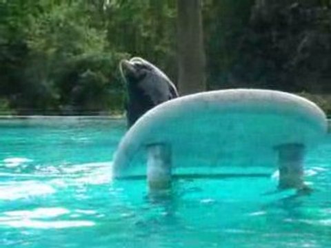 otarie de californie du zoo d'amiens