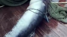 They Thought It Was a Normal Catch… Until THIS Crawled Out of the Net