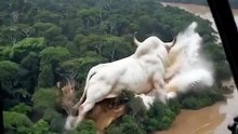 A giant white bull like you’ve never seen before just appeared deep in the Amazon rainforest!
