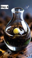 Growing Rice Time Lapse Compilation  #ai #timelapse #shorts