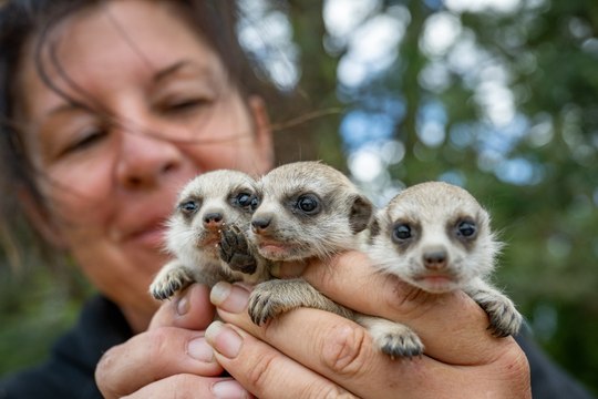 Tasmania Zoo new residents and babies | The Examiner | December 27, 2025