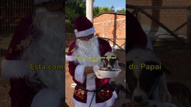 Papai Noel encontra cadela com seis filhotes e resgata todos no Natal #Shorts