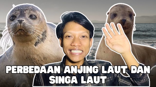 Perbedaan Anjing Laut dan Singa Laut