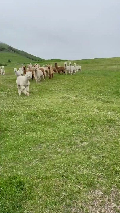 🐩🐩🐩🐩🦙🦙🦙🦙