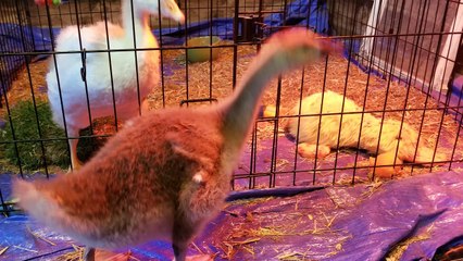Baby Lemongrab checking out his handsome self in the mirror. | #SparklegleamFarm #Lemongrab #farm #geese #farmanimals #soft #cute