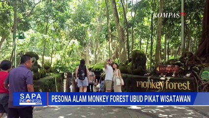 Wisata Alam Bali, Monkey Forest Ubud Ramai Pengunjung Saat Libur Nataru | 27 Desember 2025