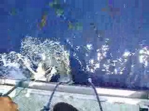 Requins Blanc en nouvelle caledonie