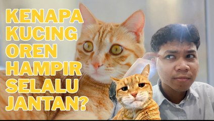 Kenapa Kucing Oren Hampir Selalu Jantan?