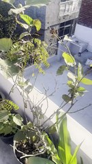 Fig Ripened Again | Terrace Garden Update