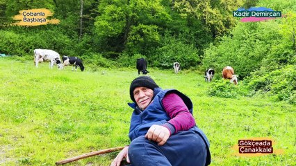 Çobanla Başbaşa Çanakkale Gökçeada-2  Keçi Çobanı ve Kulak Küpelemesi  Faruk Acar 0543 801 4046