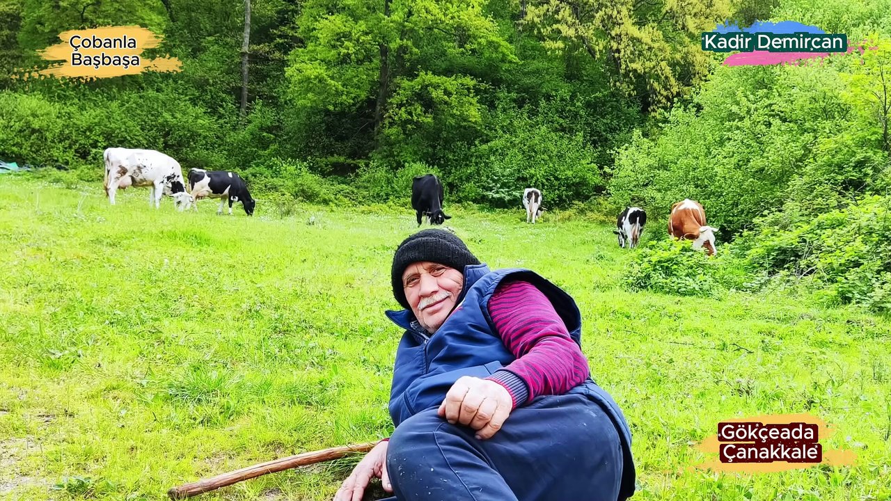 Çobanla Başbaşa Çanakkale Gökçeada-2  Keçi Çobanı ve Kulak Küpelemesi  Faruk Acar 0543 801 4046