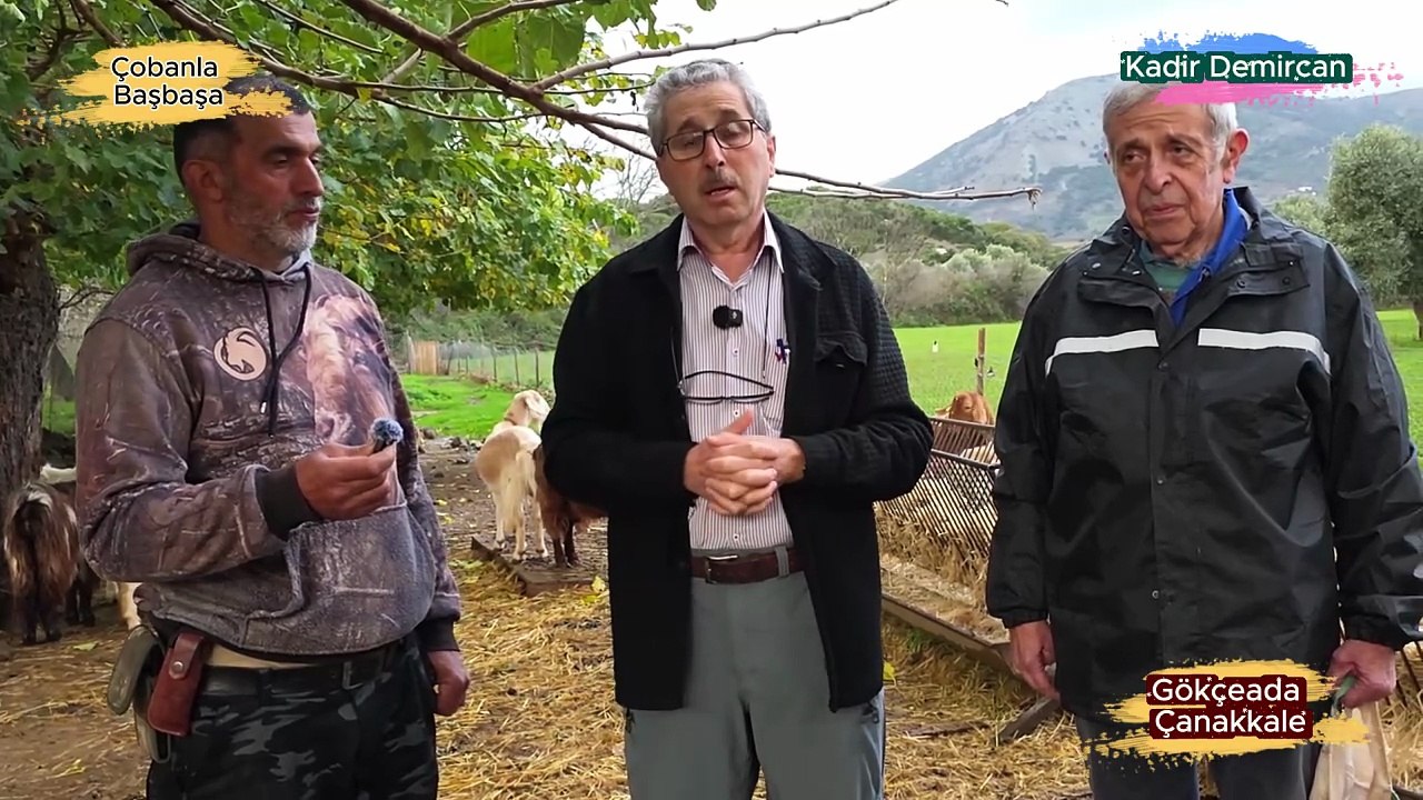 Çobanla Başbaşa Çanakkale Gökçeada-3  Koyun Keçi Sığır Çiftliği Sahibi Rum Çoban-  Rodori Burgari  ve Koyun Çobanı ve Demirci Esnafı Yahya Özsoy  05382349325