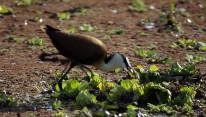 Inside the Enchanted Waterways S01E05